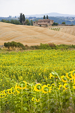 Field of sunflowers in the Tuscan landscape, Tuscany, Italy, Europe 