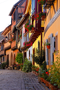 Timbered houses on cobbled street, Eguisheim, Haut Rhin, Alsace, France, Europe