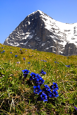 Gentians, Alpine flowers in front of the Eiger, Kleine Scheidegg, Bernese Oberland, Swiss Alps, Switzerland, Europe