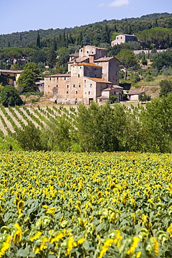 Near Siena, Val d'Orcia, Tuscany, Italy, Europe