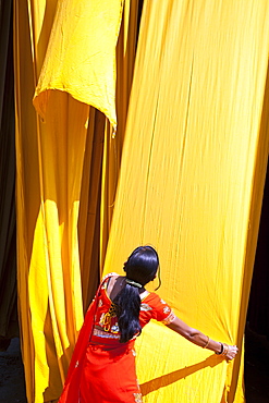 Woman in sari checking the quality of freshly dyed fabric hanging to dry, Sari garment factory, Rajasthan, India, Asia