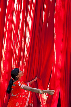 Woman in sari checking the quality of freshly dyed fabric hanging to dry, Sari garment factory, Rajasthan, India, Asia