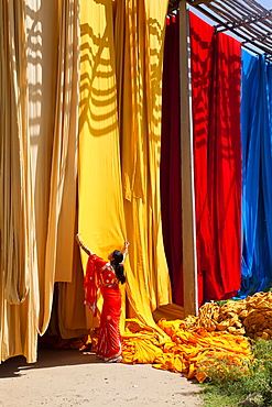 Woman in sari checking the quality of freshly dyed fabric hanging to dry, Sari garment factory, Rajasthan, India, Asia