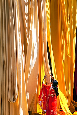 Woman in sari checking the quality of freshly dyed fabric hanging to dry, Sari garment factory, Rajasthan, India, Asia