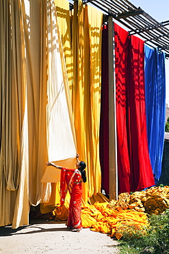 Woman in sari checking the quality of freshly dyed fabric hanging to dry, Sari garment factory, Rajasthan, India, Asia