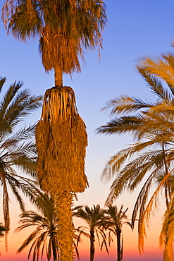 Palm trees outside the Old City walls at sunset, Jerusalem, Israel, Middle East