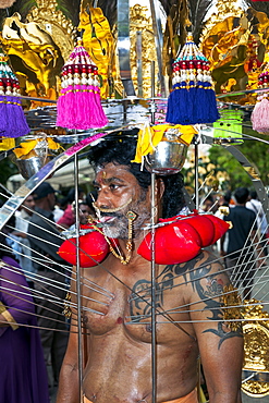 A Hindu devotee carrying portable shrine during Thaipusam in Singapore, Southeast Asia, Asia