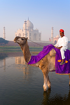 Man on camel in the Yamuna River in front of the Taj Mahal, UNESCO World Heritage Site, Agra, Uttar Pradesh, India, Asia