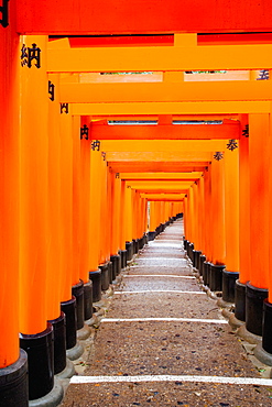 Red Torii gates, Fushimi Inari Taisha Shrine, Kyoto, Kansai Region, Honshu, Japan, Asia 