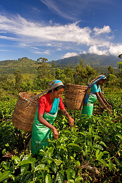 Women picking tea on Tea Plantation, Nuwara Eliya, Hill Country, Sri Lanka, Asia 