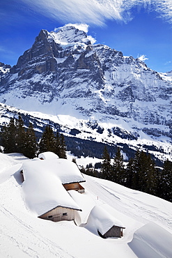 Wetterhorn mountain, 3692m, Grindelwald, Jungfrau region, Bernese Oberland, Swiss Alps, Switzerland, Europe