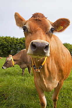 Jersey cow, Jersey, St. Helier, Channel Islands, United Kingdom, Europe