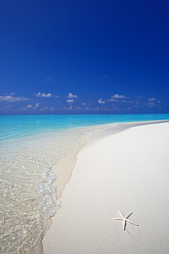 Starfish on beach, Male Atoll, Maldives, Indian Ocean