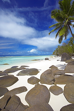 Rocks and palm tree on tropical beach, Seychelles, Indian Ocean, Africa