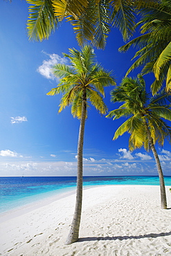 Palm trees on beach, Maldives, Indian Ocean, Asia