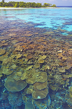 Coral plates, lagoon and tropical island, Maldives, Indian Ocean, Asia