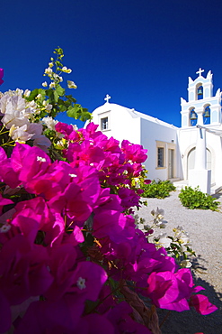 Greek church and flowers, Santorini, Cyclades, Greek Islands, Greece, Europe