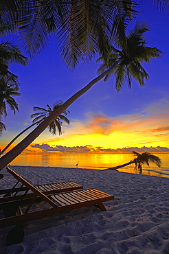 Deckchair on tropical beach by palm tree at dusk and blue heron, Maldives, Indian Ocean, Asia 