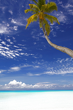 Palm tree overhanging beach, Maldives, Indian Ocean, Asia