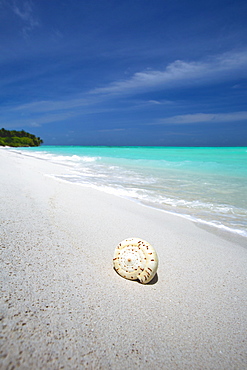 Shell on tropical beach, Maldives, Indian Ocean, Asia 