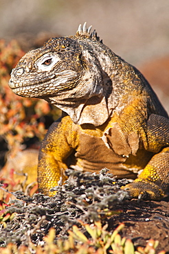 Galapagos land iguana (Conolophus subcristatus), Isla Plaza (Plaza island), Galapagos Islands, UNESCO World Heritage Site, Ecuador, South America