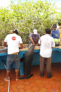 Sea lion steals scraps at the fish market, Puerto Ayora, Isla Santa Cruz (Santa Cruz island), Galapagos Islands, Ecuador, South America