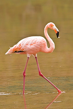 Pink flamingo (Phoenicopterus ruber), Cormorant Point, Isla Santa Maria (Floreana Island), Galapagos Islands, UNESCO World Heritage Site, Ecuador, South America
