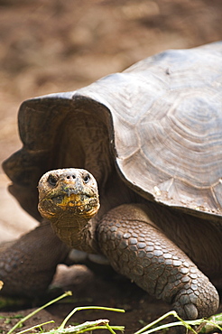 Giant tortoise (Geochelone nigra) at the Galapaguera de Cerro Colorado, tortoise breeding center, Isla San Cristobal (San Cristobal Island), Galapagos Islands, UNESCO World Heritage Site, Ecuador, South America