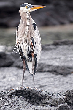 Great blue heron, Espinosa Point, Isla Fernandina (Fernandina Island), Galapagos Islands, Ecuador, South America