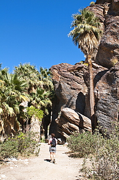 Hiking in Andreas Canyon, Indian Canyons, Palm Springs, California, United States of America, North America