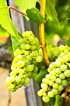 Grape vines in northern California near Mendocino, California, United States of America, North America