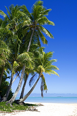 Palm fringed beaches, Cook Islands, South Pacific, Pacific