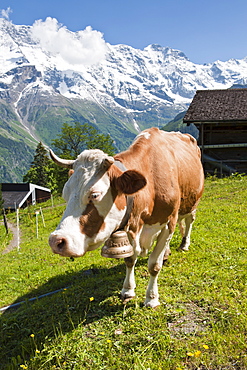 Jungfrau massif and cow near Murren, Jungfrau Region, Switzerland, Europe