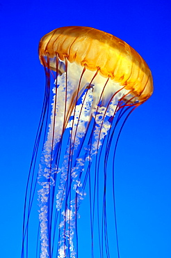 Sea nettle jellyfish (chrysaora fuscescens), Monterey Aquarium, California, United States of America, North America