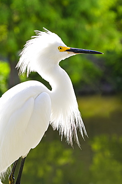 Snowy egret (Egretta thula), Everglades, Florida, United States of America, North America