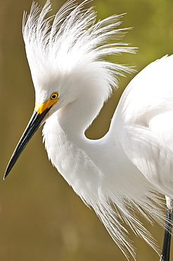 Snowy egret (Egretta thula), Everglades, Florida, United States of America, North America