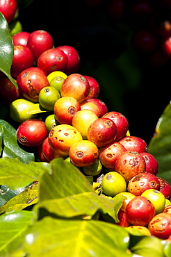 Coffee growing, Santiago Atitlan, Guatemala, Central America