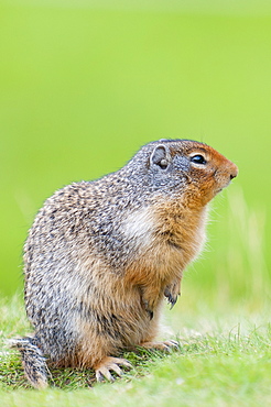 Columbian ground squirrel (Spermophilus columbianus), Barkersville, British Columbia, Canada, North America 