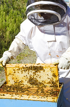 Bee keeping at Arlo's Honey Farm, Kelowna, British Columbia, Canada, North America