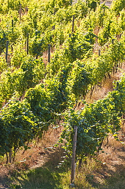 Grape vines, Kelowna, British Columbia, Canada, North America 