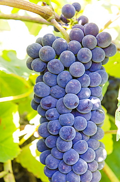 Grape vines in Kelowna, British Columbia, Canada, North America 