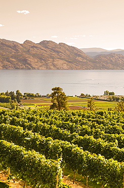 Grape vines and Okanagan Lake at Mission Hill Family Estate, Kelowna, British Columbia, Canada, North America 