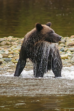 Brown or grizzly bear (Ursus arctos) fishing for salmon in Great Bear Rainforest, British Columbia, Canada, North America 