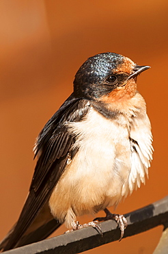 Immature barn swallow (Hirundo rustica), Great Bear Rainforest, British Columbia Canada, North America 