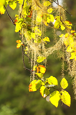 Moss covered aspen tree in Great Bear Rainforest, British Columbia, Canada, North America 