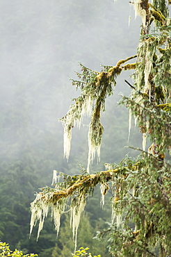 Moss covered pine tree in Great Bear Rainforest, British Columbia, Canada, North America 