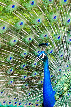 Indian peacock (Pavo cristatus), Waimea Valley Audubon Park, North Shore, Oahu, Hawaii, United States of America, Pacific