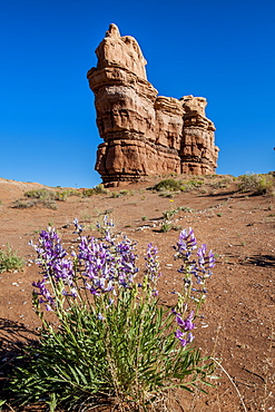 Purple wild flowers, Capitol Reef National Park, Utah, United States of America, North America