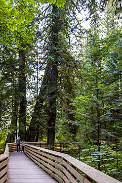 Cathedral Trail in MacMillan Provincial park, Vancouver Island, British Columbia, Canada.