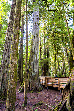 Cathedral Trail in MacMillan Provincial park, Vancouver Island, British Columbia, Canada.